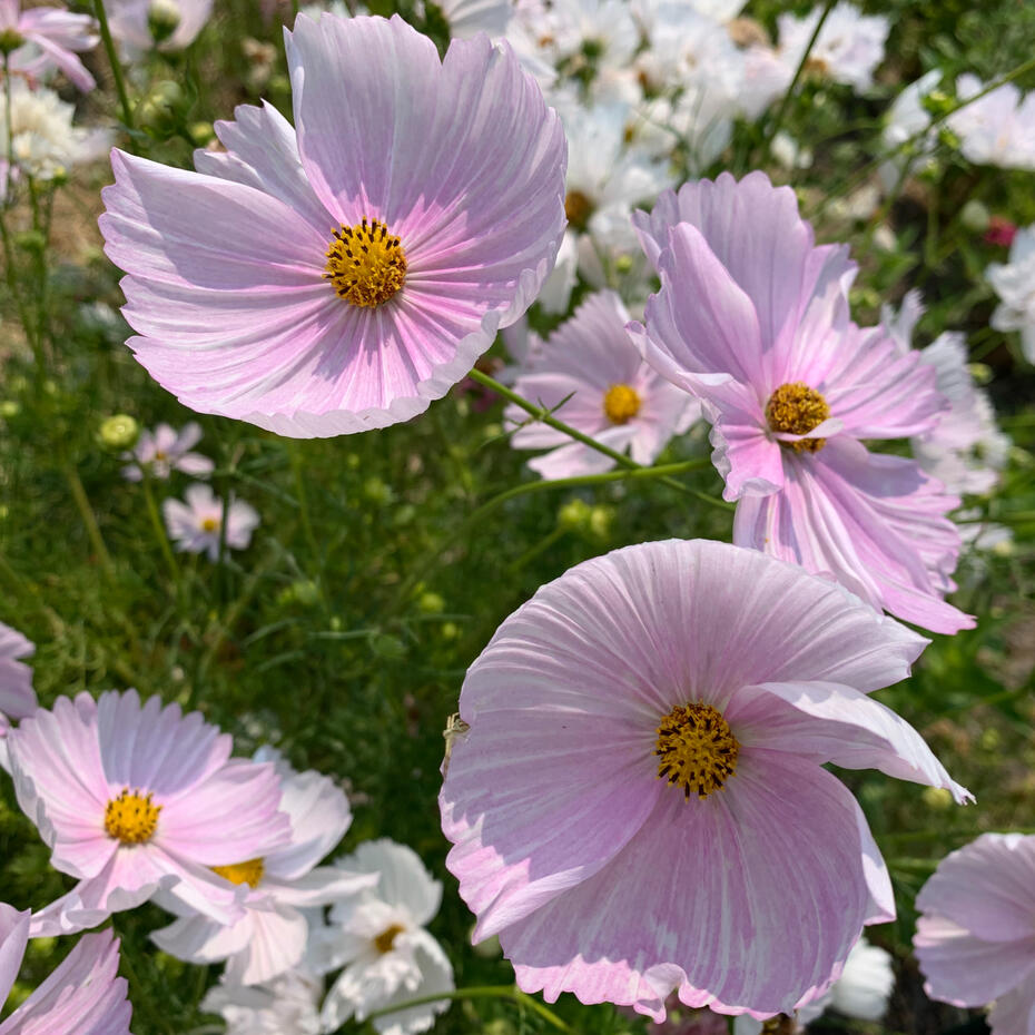 Couples Counseling Oakland - Rodin, De Young